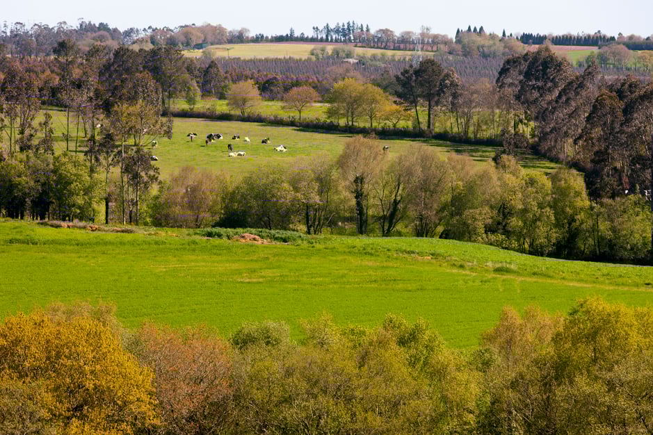 PAISAXE RURAL P B   xurxo lobato 183