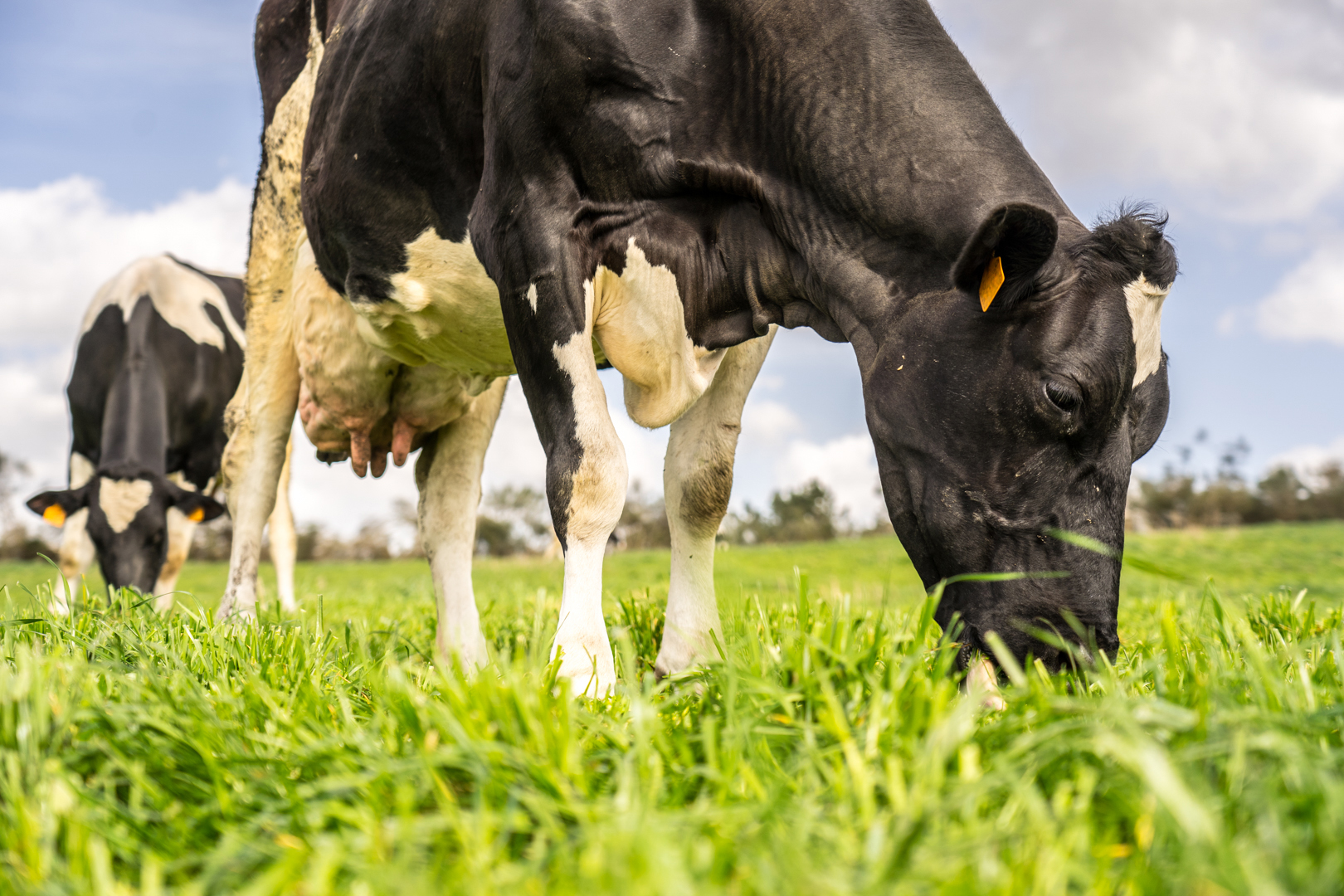 Los beneficios de la leche A2