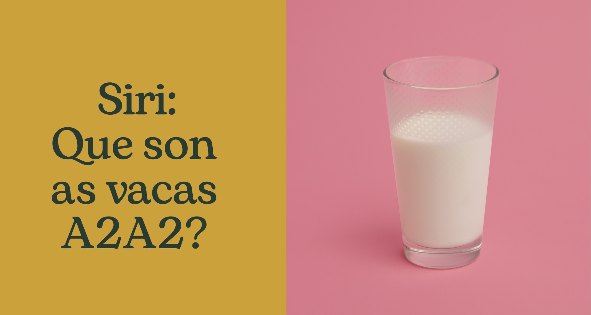 Que son as vacas A2A2?